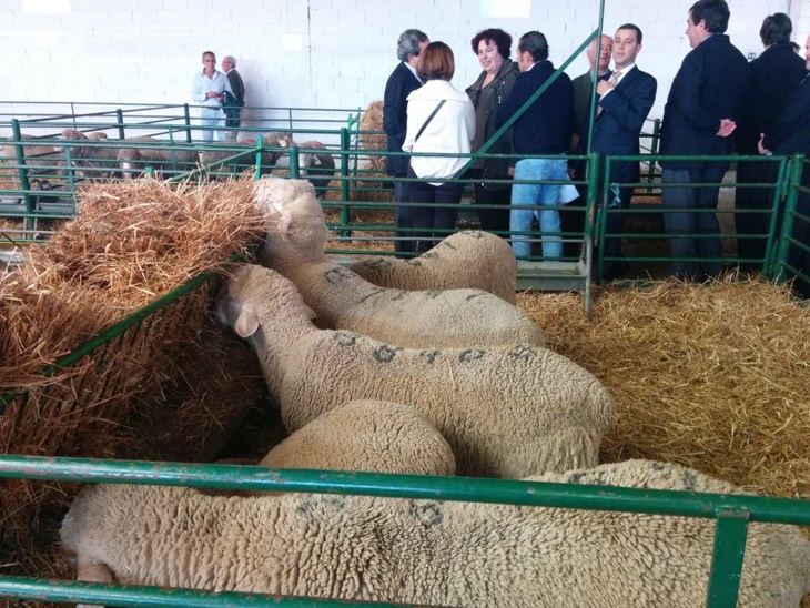 2,6 millones para vacunas de la lengua azul