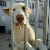 Mérida apuesta por “sacrificio cero” con una ordenanza de protección animal