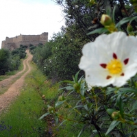 Los habitantes de Portezuelo se vuelcan con la IX subida al Castillo