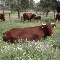 Evalúan cómo afecta el estrés del animal antes del sacrificio a la calidad de la carne