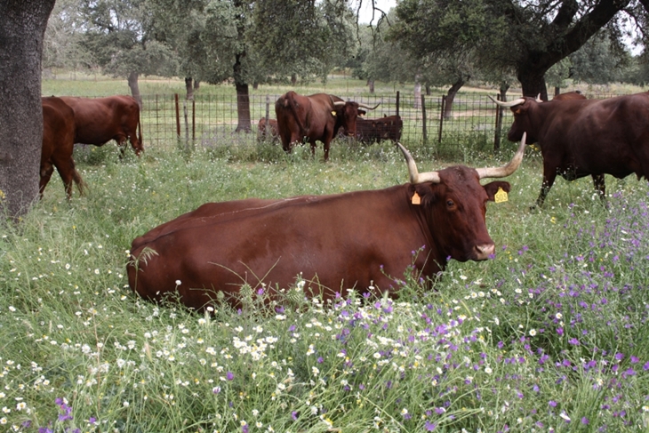 Evalúan cómo afecta el estrés del animal antes del sacrificio a la calidad de la carne
