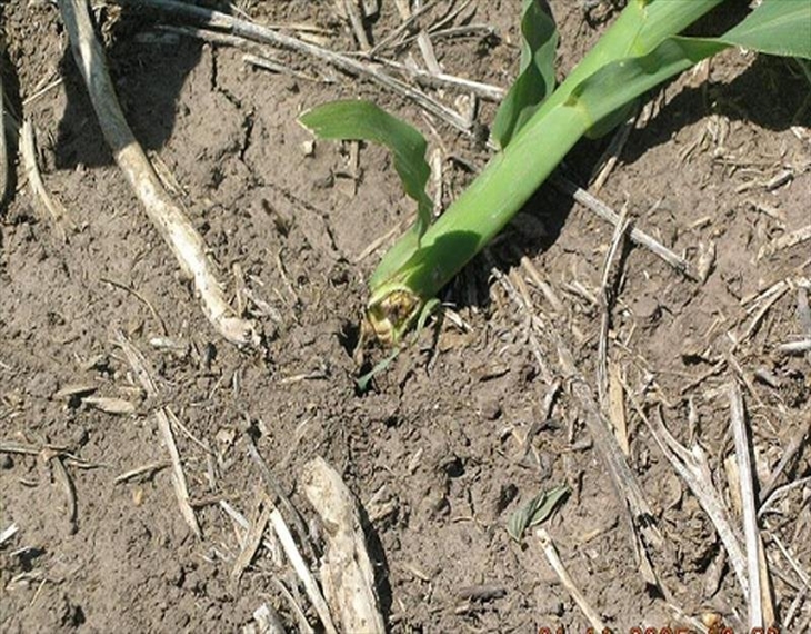 APAG Extremadura denuncia los daños producidos por el gusano de alambre en el sector del cereal extremeño