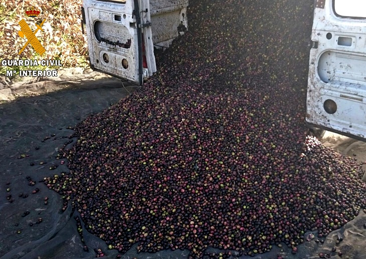 La Guardia Civil recupera 5.000 kilos de aceitunas robadas