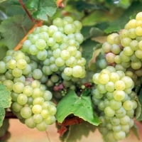 Vectalia repartirá bolsitas de uvas entre todos sus usuarios con motivo de la Nochevieja