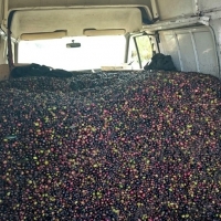La Guardia Civil recupera 5.000 kilos de aceitunas robadas