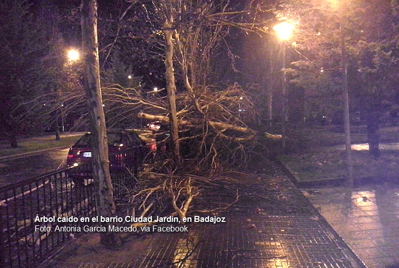 El fuerte viento provoca la caída de algunos árboles en Badajoz