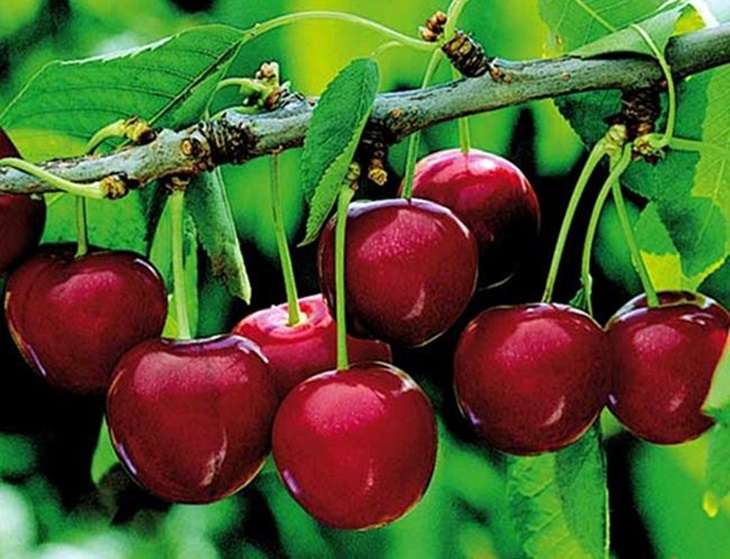 El seguro de la cereza, a debate en una jornada de Cooperativas Agro-alimentarias