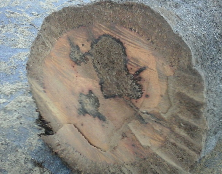 Cuestionan el talado de la palmera centenaria de la plaza de España de Mérida