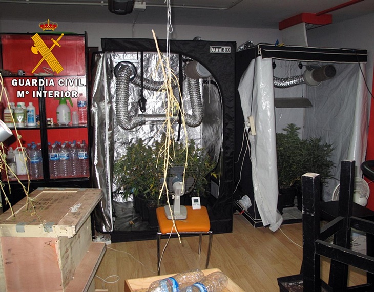 Intervenidas 48 plantas de marihuana en una vivienda de Zafra