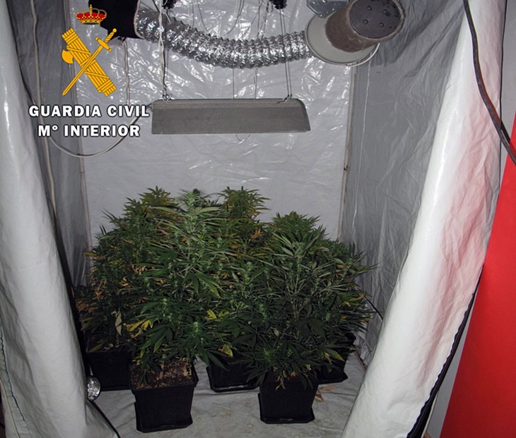 Intervenidas 48 plantas de marihuana en una vivienda de Zafra