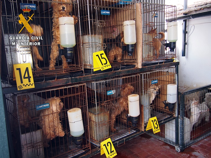 Detenido por tener 55 perros en condiciones pésimas de higiene y salubridad