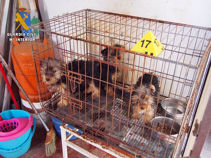 Detenido por tener 55 perros en condiciones pésimas de higiene y salubridad