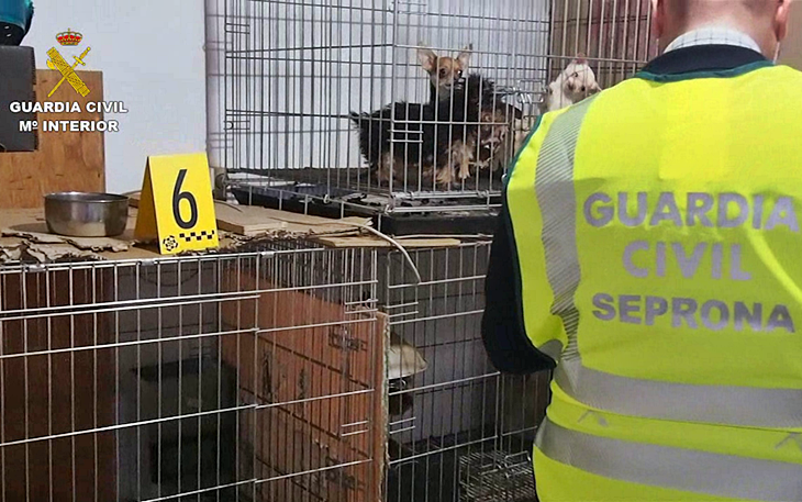 Detenido por tener 55 perros en condiciones pésimas de higiene y salubridad