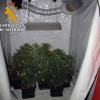 Intervenidas 48 plantas de marihuana en una vivienda de Zafra