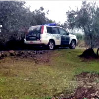 Cuatro detenidos por robar hasta 25.000 kilos de aceitunas