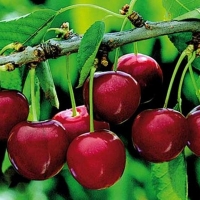 El seguro de la cereza, a debate