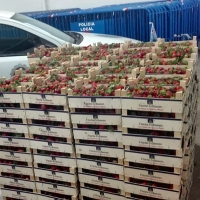 Intervienen 668 kilos de fresas destinadas a la venta ilegal