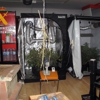 Intervenidas 48 plantas de marihuana en una vivienda de Zafra