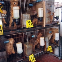 Detenido por tener 55 perros en condiciones pésimas de higiene y salubridad