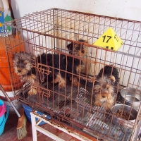 Detenido por tener 55 perros en condiciones pésimas de higiene y salubridad
