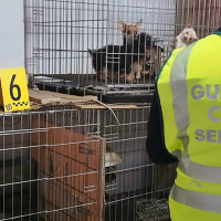 Detenido por tener 55 perros en condiciones pésimas de higiene y salubridad