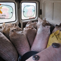 Los robos de aceitunas no cesan en la región