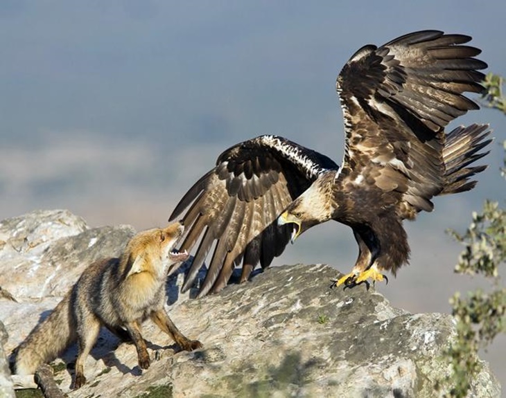 FIO contará con un dron para ‘sentir’ el vuelo de un ave a gran altura
