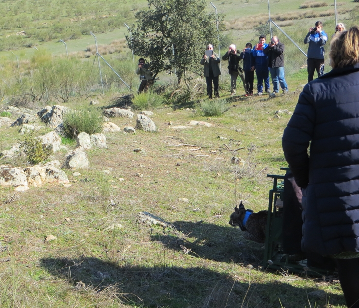 Extremadura refuerza la genética de sus linces con la liberación de cinco ejemplares