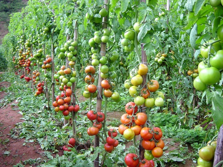 UPA declara el “estado de emergencia” en las hortalizas