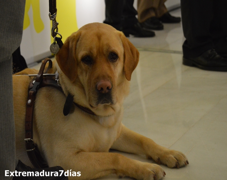 Los perros guía de la ONCE celebran 25 años al lado de los ciudadanos de Extremadura