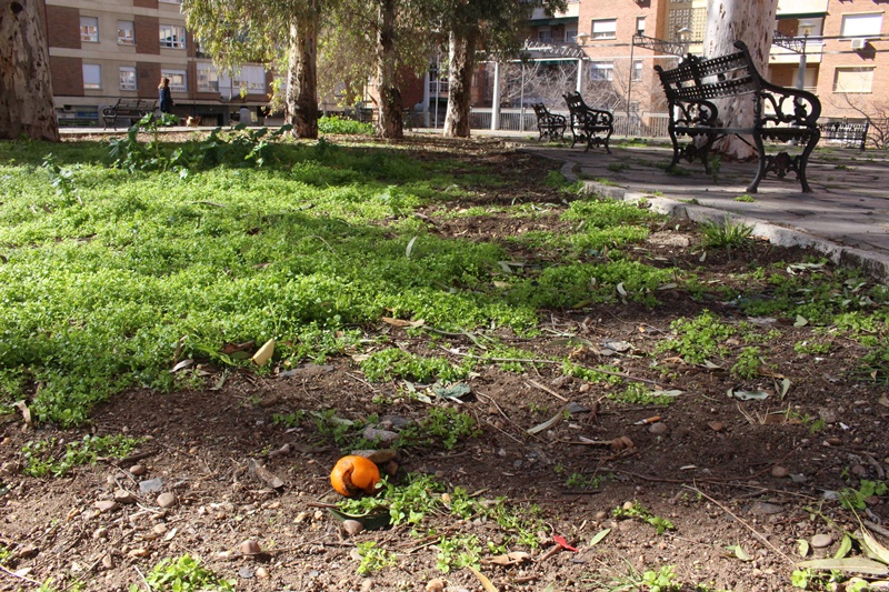 Los pacenses piden la rehabilitación de la Plaza de Santa Marta