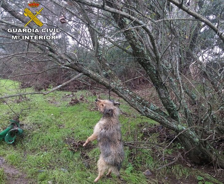 Investigan un nuevo caso de maltrato animal en Extremadura