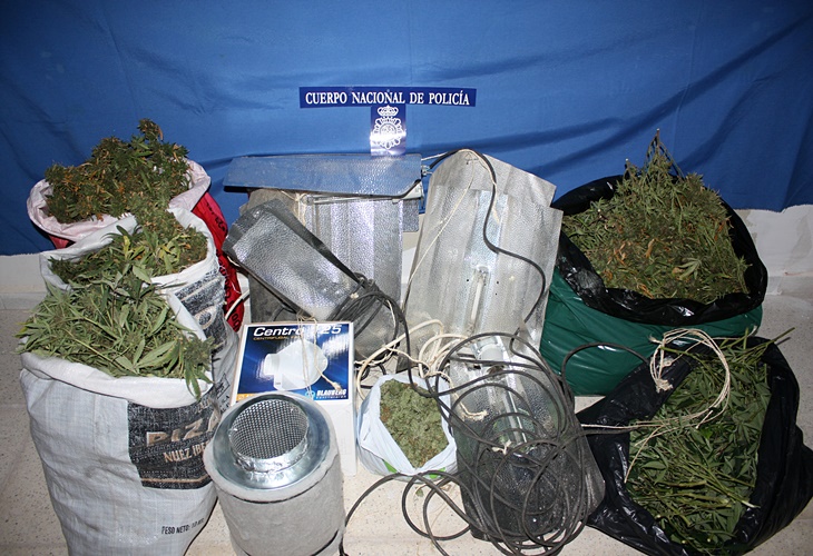 El fuerte olor permite desmantelar una plantación de marihuana en Badajoz