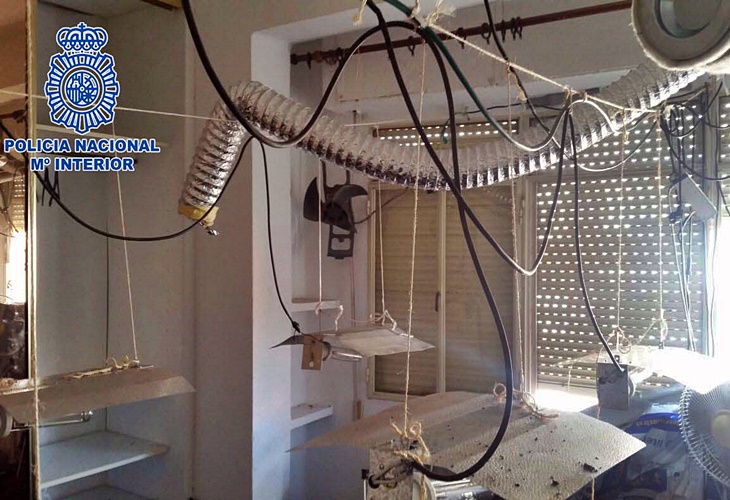 El fuerte olor permite desmantelar una plantación de marihuana en Badajoz