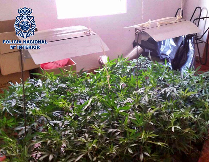 El fuerte olor permite desmantelar una plantación de marihuana en Badajoz