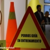Los perros guía de la ONCE celebran 25 años al lado de los ciudadanos de Extremadura