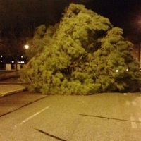 Cae un árbol de grandes dimensiones al Paseo Fluvial