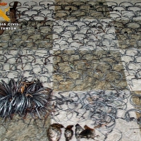 Sorprendido cuando cazaba pajarillos con artes ilegales