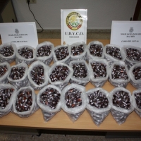 Incautan 3.000 bellotas de hachís para su distribución en Extremadura