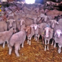 Detenidos por robar una treintena de ovejas y un centenar de cencerros