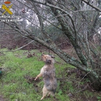 Investigan un nuevo caso de maltrato animal en Extremadura