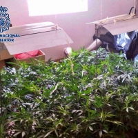 El fuerte olor permite desmantelar una plantación de marihuana en Badajoz