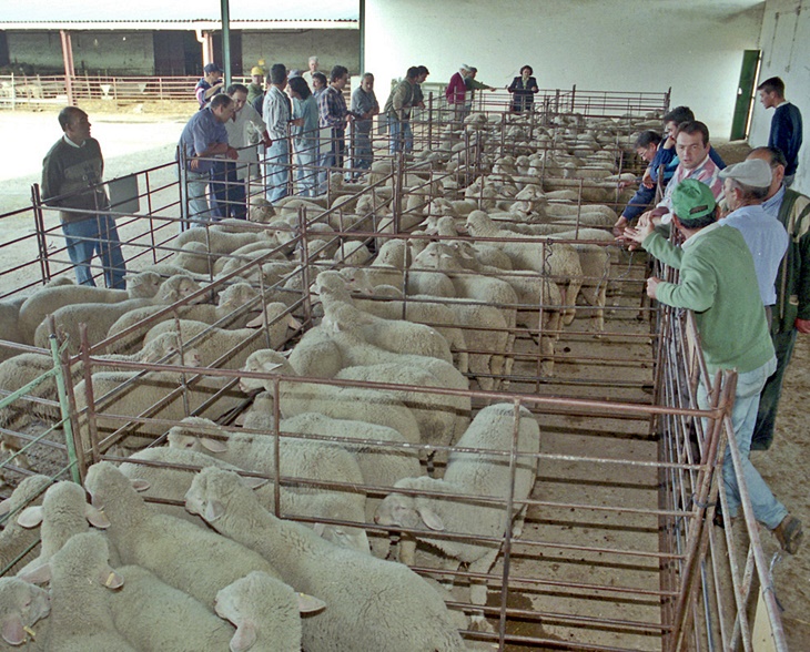 La Diputación subastará 50 cabezas de pura raza merina en la Feria Ganadera de La Coronada