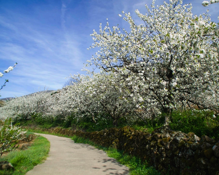 La Fiesta del Cerezo en Flor congregará a 50.000 visitantes en el Valle del Jerte