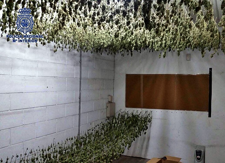 Desmantelada una plantación de marihuana en una nave industrial de Badajoz