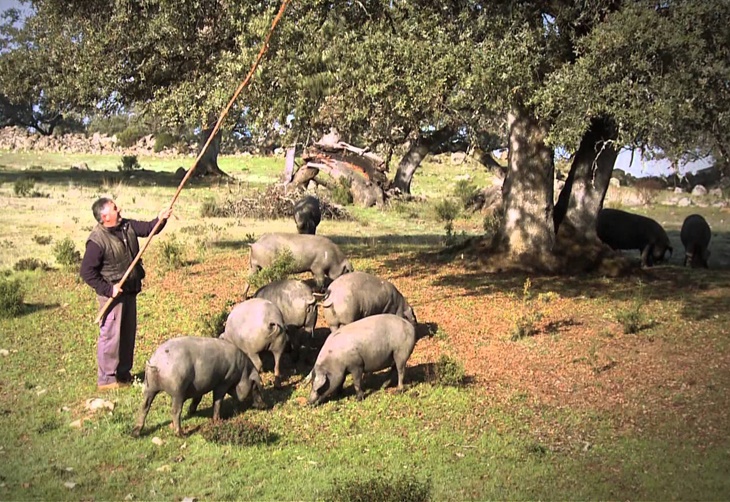 El cerdo ibérico llega a paladares de Taiwan
