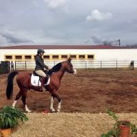 Begoña García resalta la importancia del sector equino extremeño