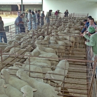 La Diputación subastará 50 cabezas de pura raza merina en la Feria Ganadera de La Coronada