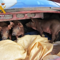 Sorprendido cuando transportaba tres cerdos que acababa de robar