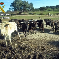 Cuatro jóvenes detenidos por realizar "capeas clandestinas" en fincas privadas